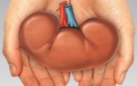 Image for Extending the Helping Hand…and Kidney. Brothers Helping Brothers!